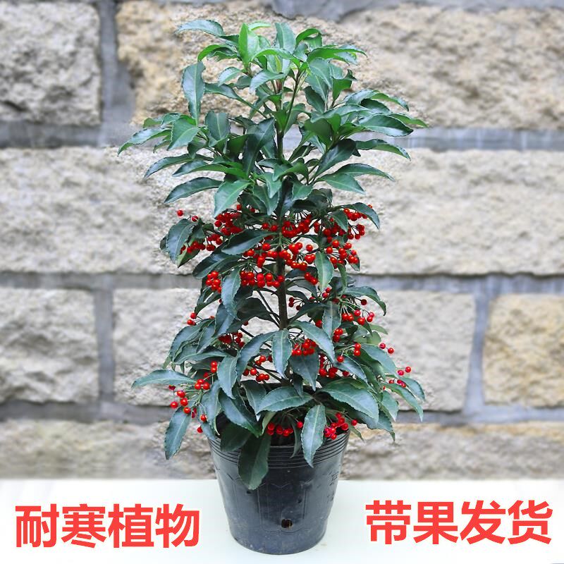 富贵子盆栽带果发货黄金万两室内盆栽金玉满堂富贵籽盆景耐寒花卉