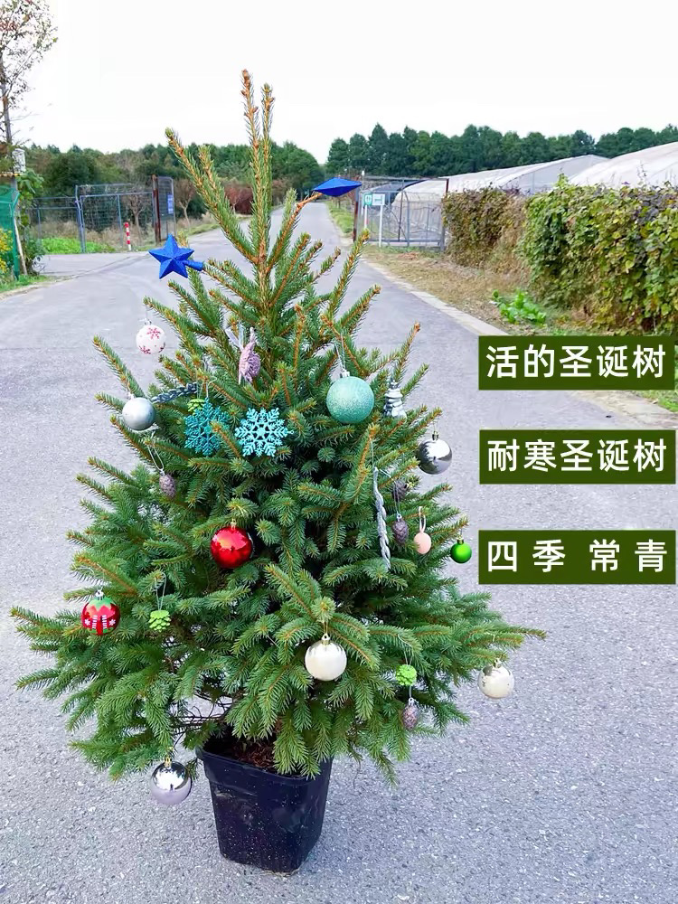 圣诞树真树云杉盆栽活的挪威云杉松树苗圣诞节诺贝松冬季耐寒好养