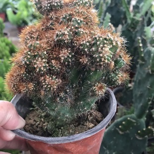 仙人山虎头罗汉山影拳仙人掌类沙生多肉植物虎头山影盆栽耐旱花卉