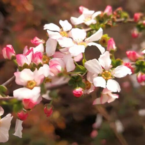 粉色喷雪花盆栽雪柳阳台庭院花卉耐寒耐热室内外植物开花多好养活