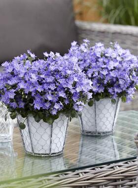 满24元包邮丹麦垂吊风铃草花苗加尔加诺山峰梦露托斯卡纳摇摆风铃