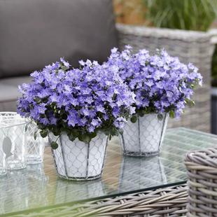 满24元 丹麦垂吊风铃草花苗加尔加诺山峰梦露托斯卡纳摇摆风铃 包邮