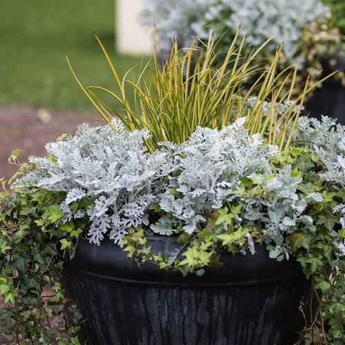 银叶菊观叶观花阳台庭院耐寒耐热