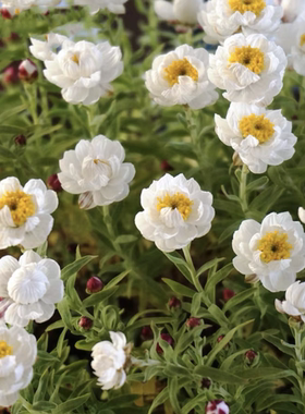 满24元包邮纸鳞托菊盆栽花笺菊 宿根多年生耐寒  庭院阳台花园