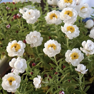 满24元包邮纸鳞托菊盆栽花笺菊 宿根多年生耐寒  庭院阳台花园