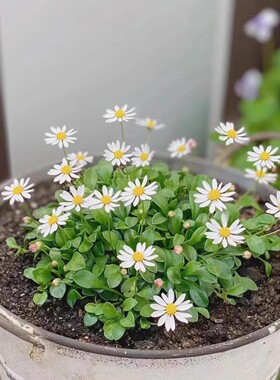 满24元包邮 日本原生屋久岛丸叶姬雏菊迷你花耐寒好养