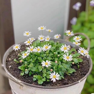 满24元包邮 日本原生屋久岛丸叶姬雏菊迷你花耐寒好养