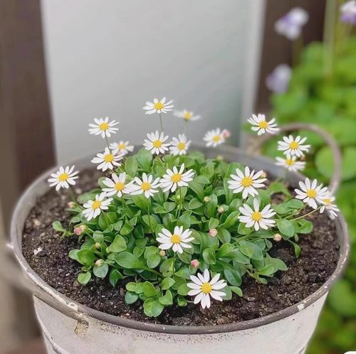 满24元包邮 日本原生屋久岛丸叶姬雏菊迷你花耐寒好养