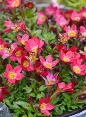满24包邮 高山虎耳草花苗 迷你盆栽花卉多年生花期长耐寒-10°