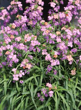 满24元包邮多花糖芥花苗 庭院阳台耐寒植物花量大复古色