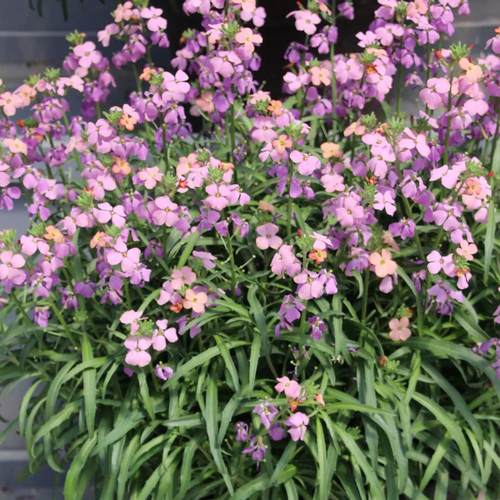 满24元包邮多花糖芥花苗 庭院阳台耐寒植物花量大复古色