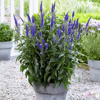 满24包邮 穗花婆婆纳苗 花园阳台花卉多年生花期长喜阳耐半荫