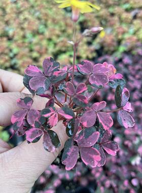 满24元包邮 小红枫小黑枫 雅 熔岩酢浆草 观叶酢浆草 彩叶植物