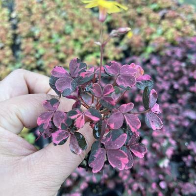 红花继木小苗工程庭院篱笆