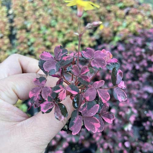 红花继木小苗工程庭院篱笆