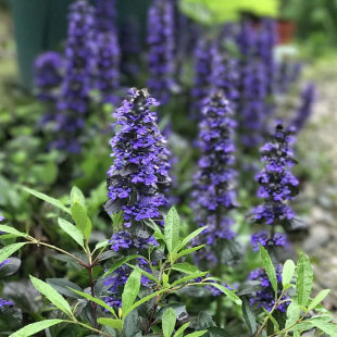 包邮 满18元 紫叶筋骨草 姬十二单日本山野草花园花境 耐寒耐热耐荫