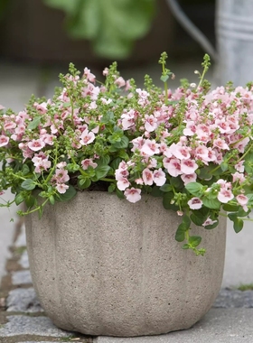 满24元包邮 双距花苗 苹果花*木瓜*玫瑰珊瑚”多年生丰花