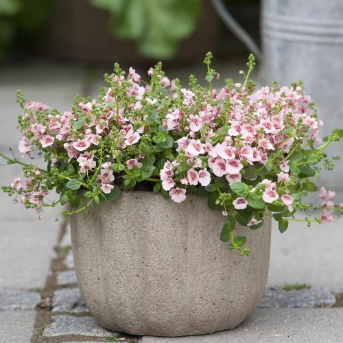 满24元包邮 双距花苗 苹果花*木瓜*玫瑰珊瑚”多年生丰花