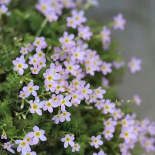 满24元包邮 安徽羽叶报春多年生宿根草本耐寒阳台庭院花期长丰花