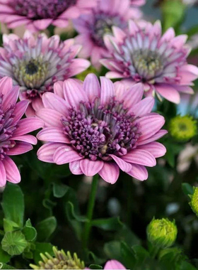 满24元包邮蓝目菊花苗 小苗 南非万寿菊 庭院花卉室内重瓣 易开花