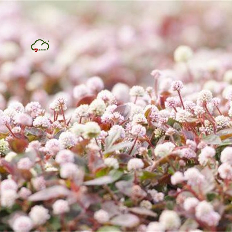 满24元包邮 头花蓼 多年生耐热 耐寒 庭院阳台花园地被植物 花苗