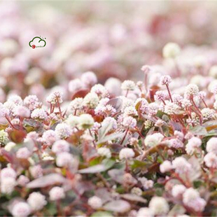 包邮 庭院阳台花园地被植物 头花蓼 耐寒 花苗 多年生耐热 满24元