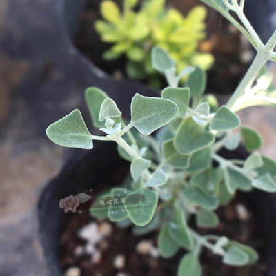 满24元包邮 银叶仓鼠苗 浆果藜 盐白布什 多年生耐寒耐热 观叶