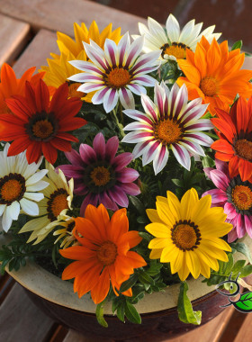 满24元包邮勋章菊花苗笑吻阳台庭院室内易开花耐热好养易活花卉