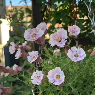 满24元包邮 矮生海滨蝇子草花苗 粉色 花期长阳台盆栽花卉植物