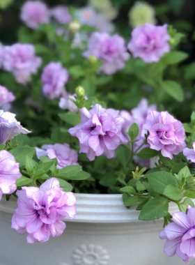 满24元包邮矮牵牛花苗 垂吊 重瓣冰淡紫 伊丽莎白 星空 苏糖泡泡