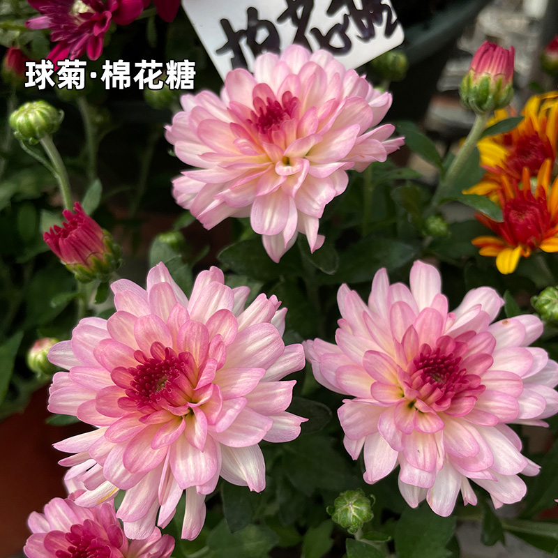 满24元包邮 球菊小苗 荷兰菊千头菊小米菊 纽扣菊 糖果菊易开花