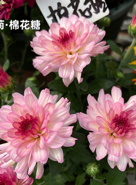球菊花苗千头菊小米菊荷兰菊