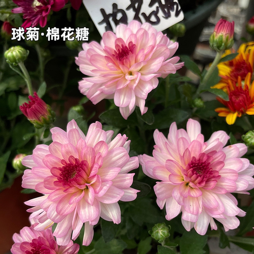 球菊花苗千头菊小米菊荷兰菊