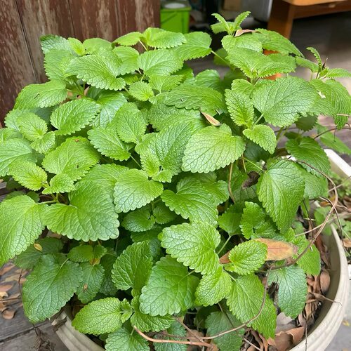 满24元包邮 柠檬香蜂草苗 柠檬薄荷 盆栽新鲜可食用香草植物