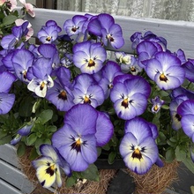 满24元包邮 角堇花苗 三色堇珍品古风 猫咪钢琴家小钱币 开花耐寒