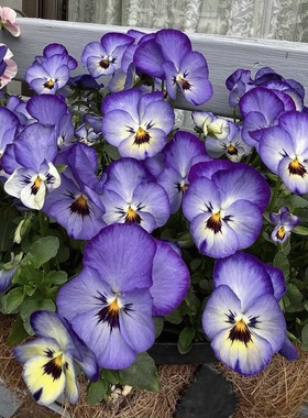 满24元包邮 角堇花苗 三色堇珍品古风 猫咪钢琴家小钱币 开花耐寒