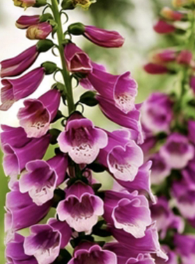 满24元包邮 毛地黄花苗 别墅花卉多年生耐寒庭院冬季室外花镜植物