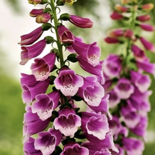 满24元包邮 毛地黄花苗 别墅花卉多年生耐寒庭院冬季室外花镜植物