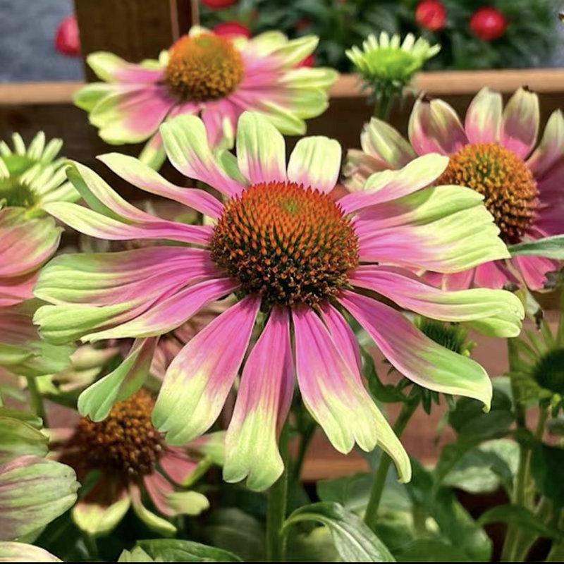 多年生矮杆松果菊花苗