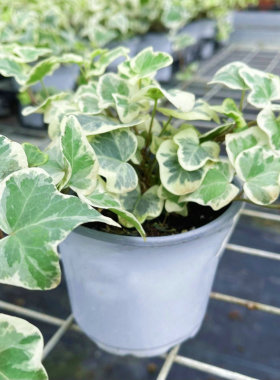 满24元包邮常春藤雪萤网红室内垂吊月光灯炼金术迷彩月小孩常青藤