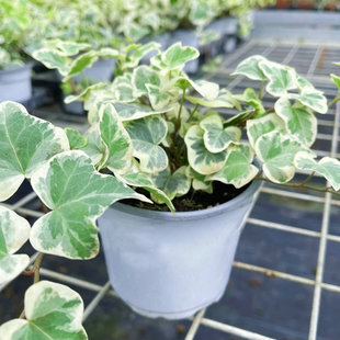 满24元包邮常春藤雪萤网红室内垂吊月光灯炼金术迷彩月小孩常青藤