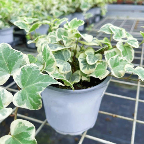 满24元包邮常春藤雪萤网红室内垂吊月光灯炼金术迷彩月小孩常青藤