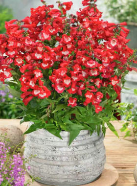 满24元包邮 钓钟柳小苗耐热耐寒多年生阳台庭院花卉