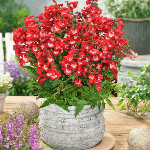 钓钟柳小苗夏季开花耐热耐寒