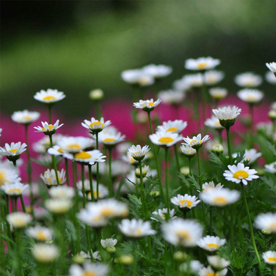 白晶菊花苗小苗阳台庭院花境花卉易养花期长多年生带花苞植物