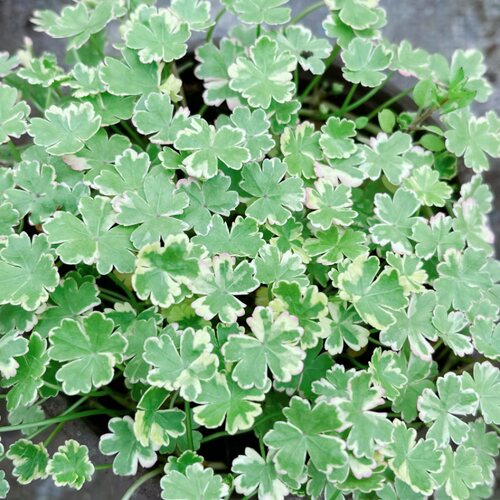 满24元包邮 花叶天胡荽垂吊观叶水草组合地被耐湿植物进口多年生