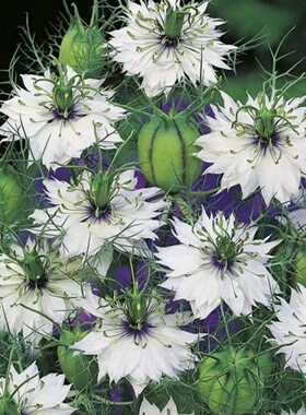 满24元包邮  黑种草花苗黑荚 蓝莓之夜 切花型耐寒阳台盆栽花园