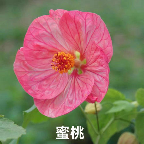 满24元包邮 悬铃花小苗 盆栽花园耐热耐寒多年生伏姬日落樱花