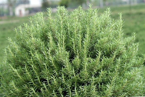 满24元包邮迷迭香苗花苗可食用 牛排用绿植香草苗 芳香花卉