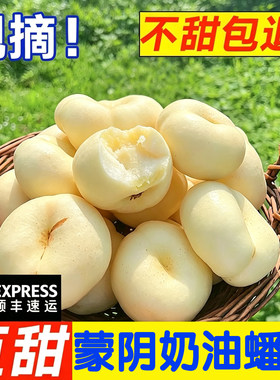 蒙阴蟠桃现摘大果奶油白